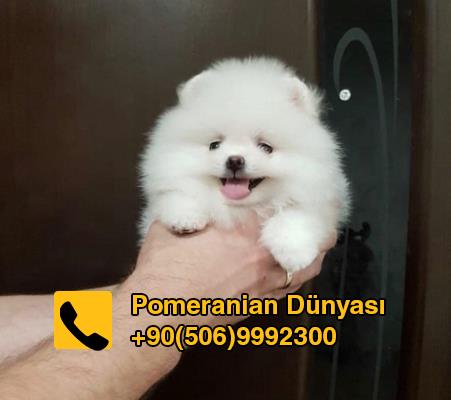 cute snow white pomeranian puppies for sale