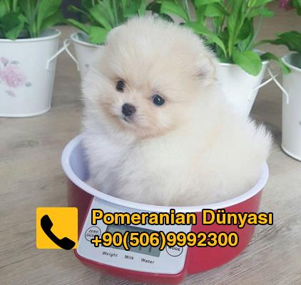 pomeranian puppy for sale in turkey istanbul