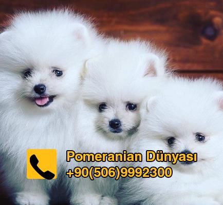 white pomeranian for sale in istanbul