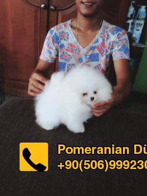 satılık pomeranian köpeği 