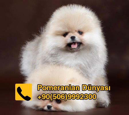 pomeranian puppy for sale in turkey