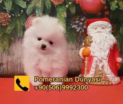 white pomeranian teacup for sale in istanbul