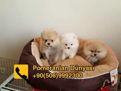 pomeranian puppies for sale in istanbul