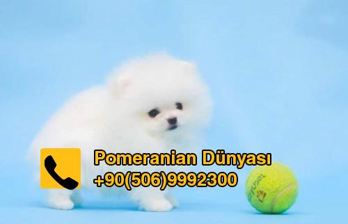 white pomeranian puppy for sale in turkey