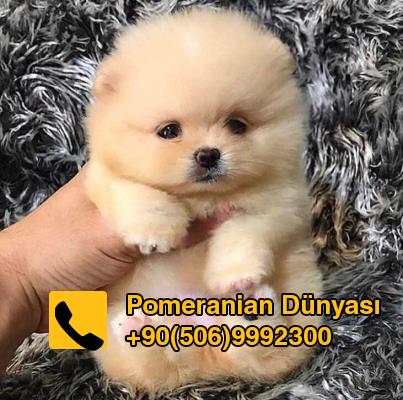 best pomeranian puppy for sale in turkey istanbul