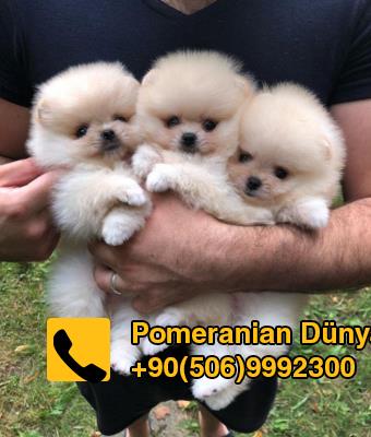 white pomeranian champion for sale in istanbul