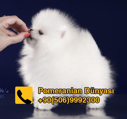 Pomeranian boo satılık İstanbul'da 