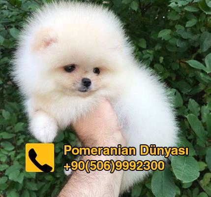 white pomeranian  for sale in istanbul