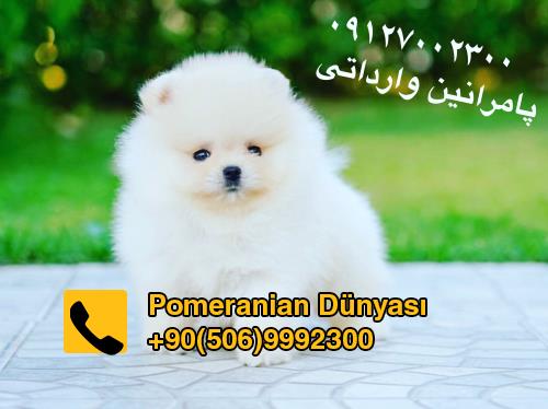 فروش سگ پامرانین خرسی در ترکیه