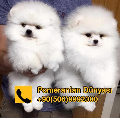 White pomeranian puppy for sale