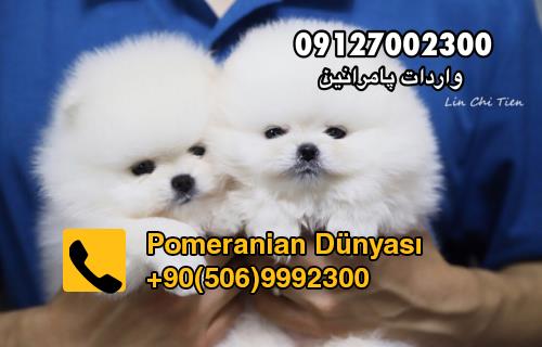 Pomeranian puppy for sale in iran