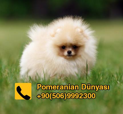 Pomeranian yavru köpek 