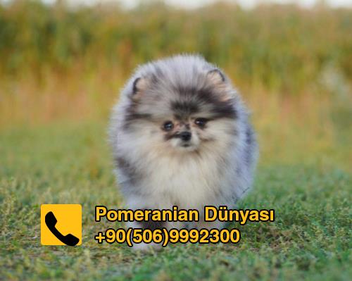 Pomerania puppy merle color 