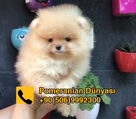Pomeranian for sale in stanbul