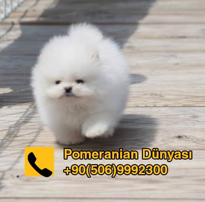 White pomeranian for sale in istanbul 