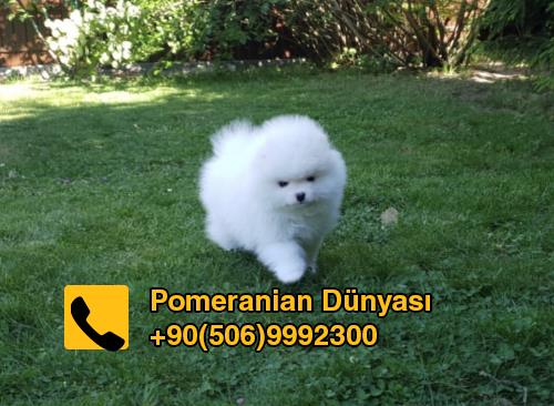 White pomeranian for sale in turkey istanbul 