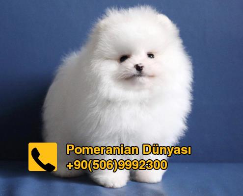 Pomeranian for sale in istanbul 