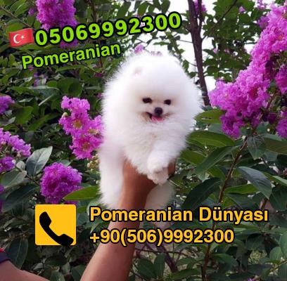   Pomeranian dog for sale in Istanbul 