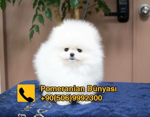 Pomeranian boo satılık