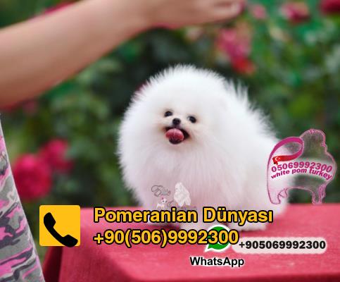 Pomeranian puppies for sale in istanbul 