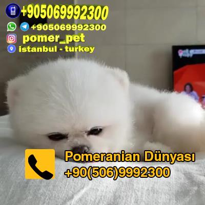 Pomeranian for sale in turkey istanbul 