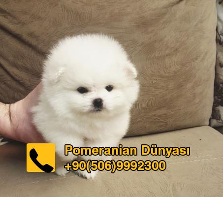 Pomeranian puppies for sale in Turkish 