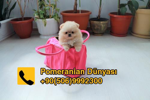 pomeranian puppy for sale in istanbul