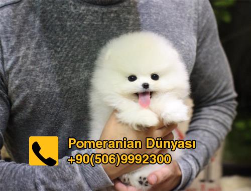 pomeranian puppy in turkey istanbul