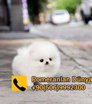 teacup pomeranian for sale in istanbul