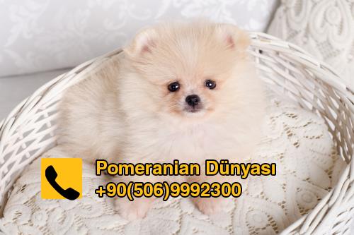 pomeranian puppy for sale