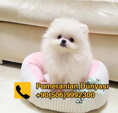 pomeranian puppy show quality in istanbul